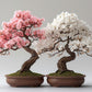 Pink & White Cherry Blossom Bonsai Tree Seeds: Japanese Sakura, Gardening Flowering Perennial, Garden House Plants, Frost Hardy DIY Flower