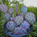 Purple Prickly Pear Cactus Seeds, Opuntia Santa Rita, Easy to Grow, with Simple Instructions