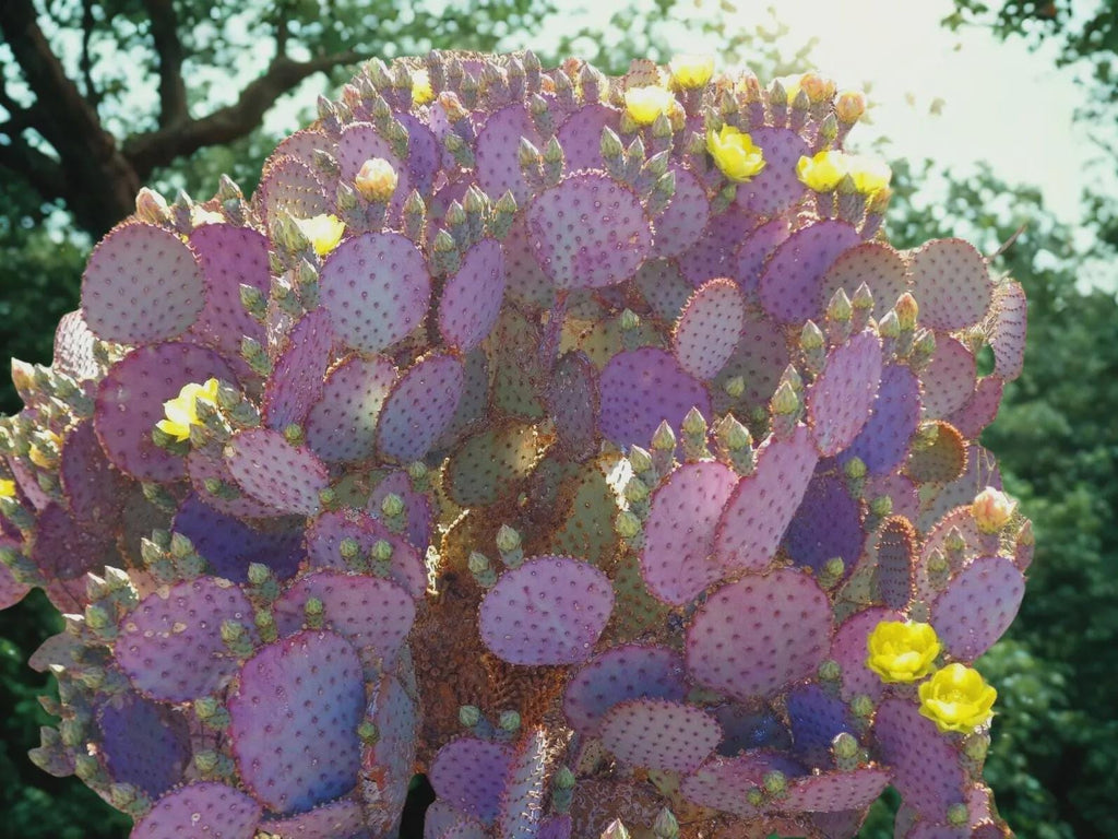 Purple Prickly Pear Cactus Seeds, Opuntia Santa Rita, Easy to Grow, with Simple Instructions
