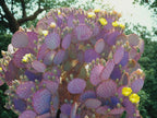 Purple Prickly Pear Cactus Seeds, Opuntia Santa Rita, Easy to Grow, with Simple Instructions