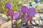 Purple Prickly Pear Cactus Seeds, Opuntia Santa Rita, Easy to Grow, with Simple Instructions