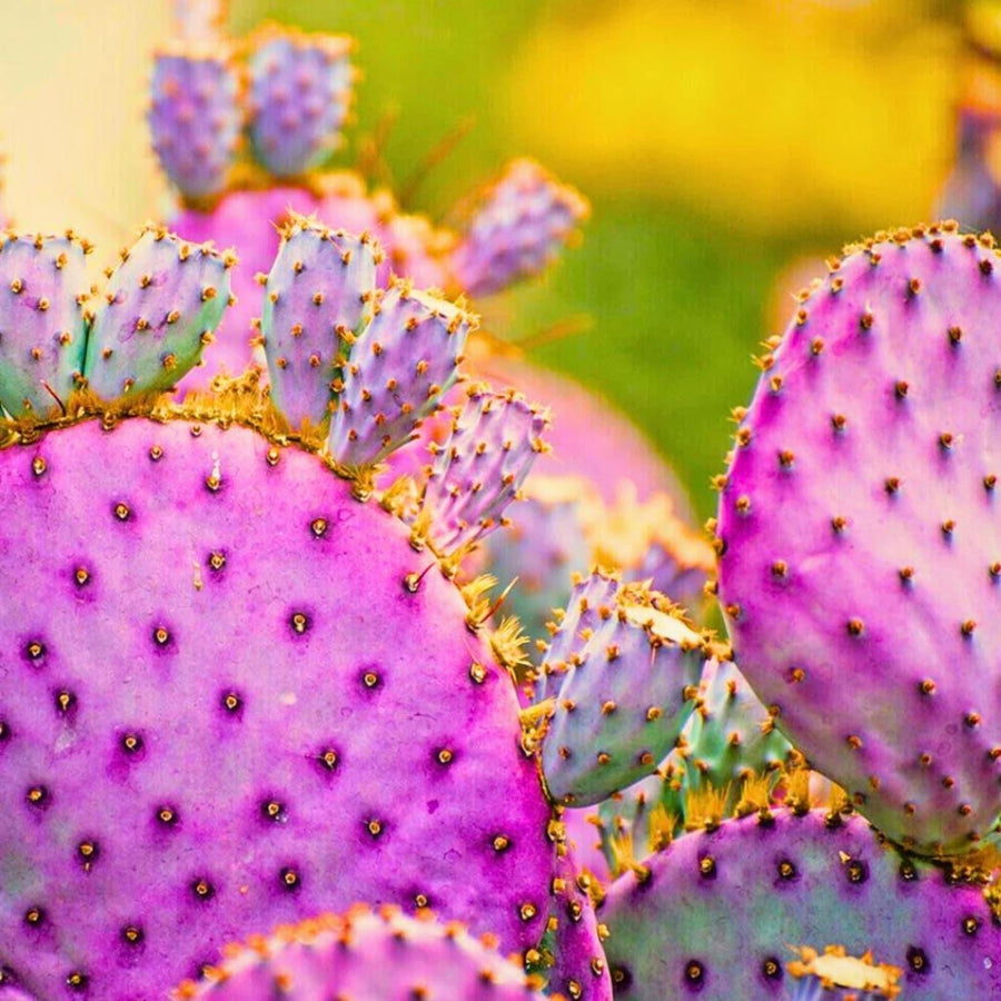 Purple Prickly Pear Cactus Seeds, Opuntia Santa Rita, Easy to Grow, with Simple Instructions