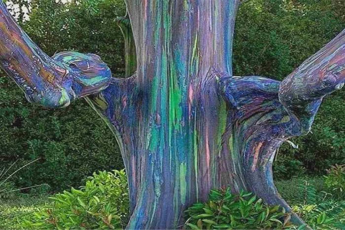 Rainbow Eucalyptus Tree Seeds: Easy to Grow, with Simple Instructions