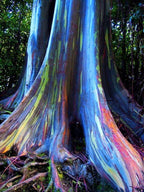 Rainbow Eucalyptus Tree Seeds: Easy to Grow, with Simple Instructions