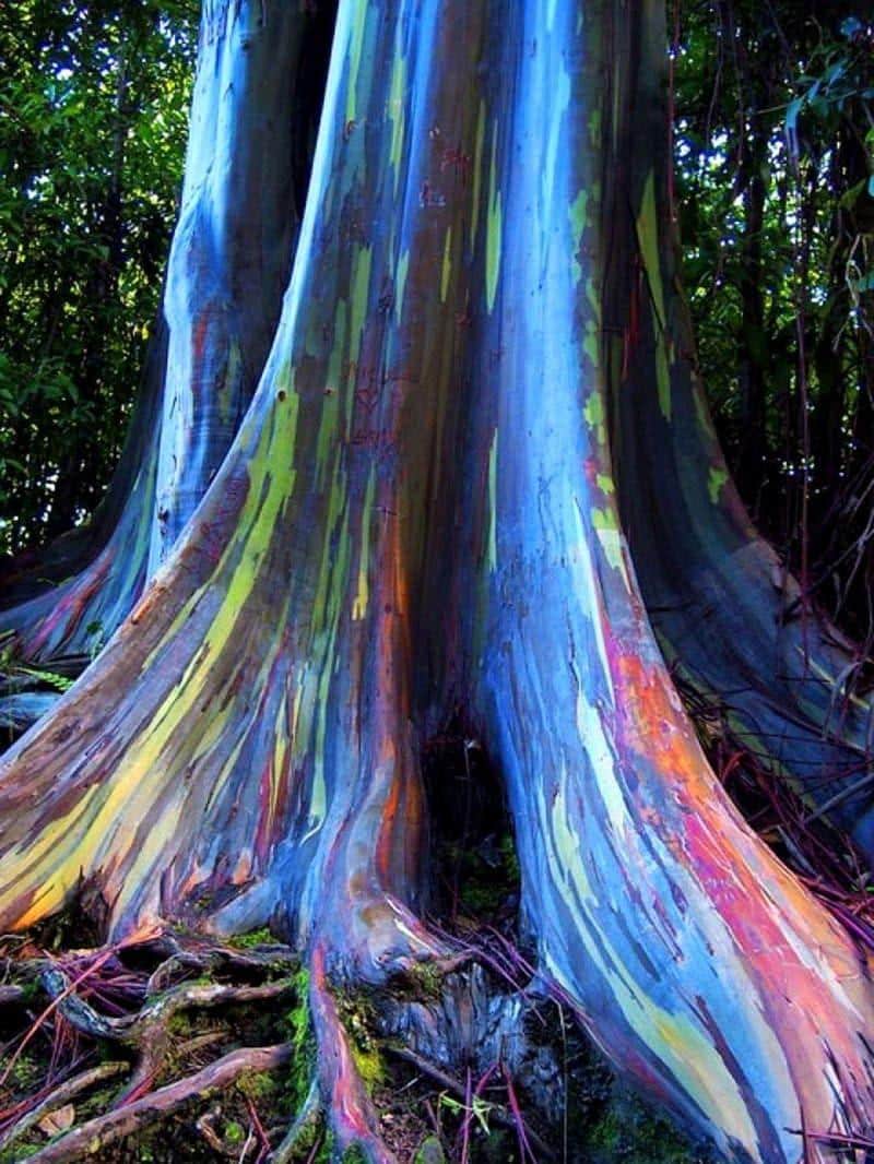 Rainbow Eucalyptus Tree Seeds: Easy to Grow, with Simple Instructions