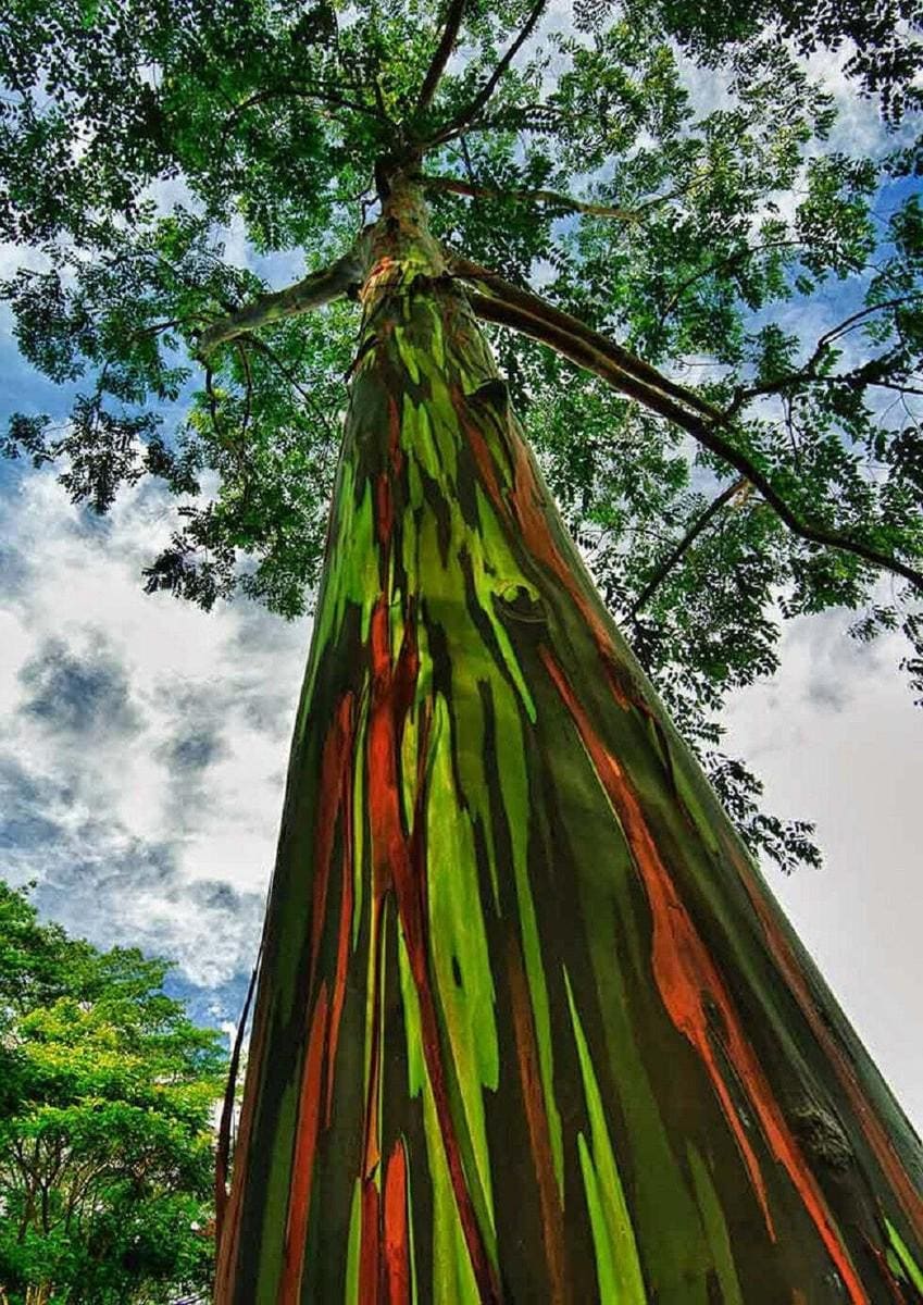 Rainbow Eucalyptus Tree Seeds: Easy to Grow, with Simple Instructions