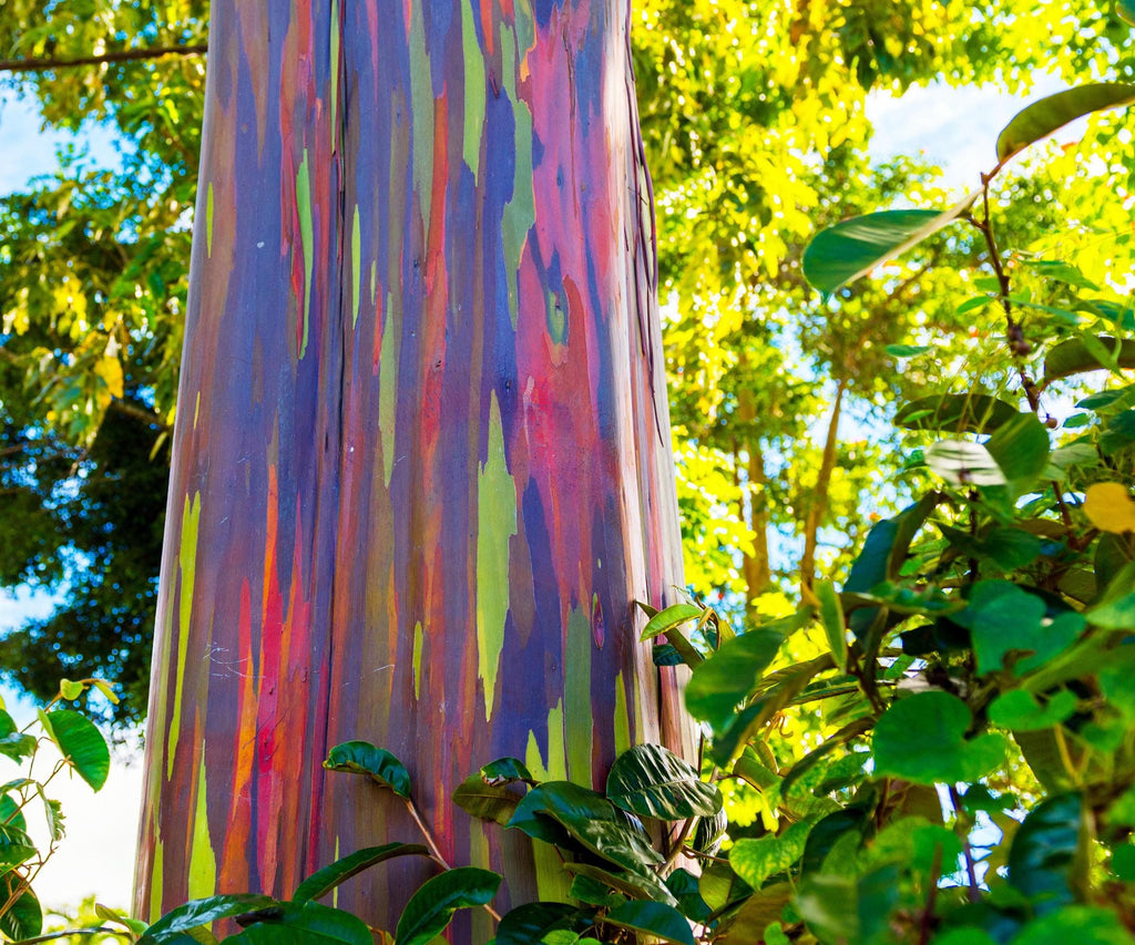 Rainbow Eucalyptus Tree Seeds: Easy to Grow, with Simple Instructions