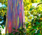 Rainbow Eucalyptus Tree Seeds: Easy to Grow, with Simple Instructions