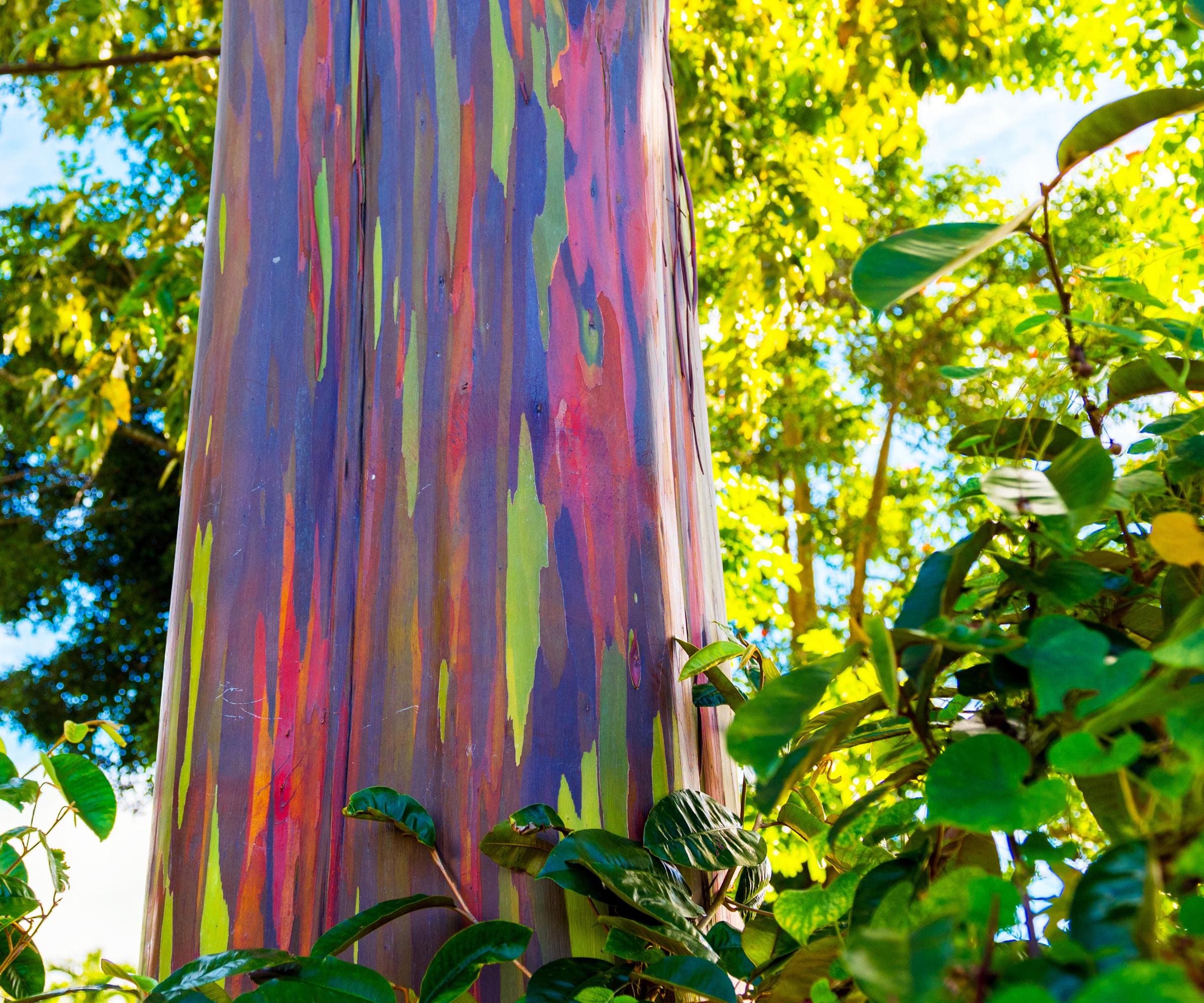 Rainbow Eucalyptus Tree Seeds: Easy to Grow, with Simple Instructions