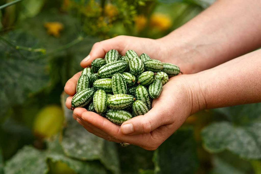 Mini Watermelon Seeds: Mouse Melon, DIY Fruit & Vegetables, Fun and Easy to Grow