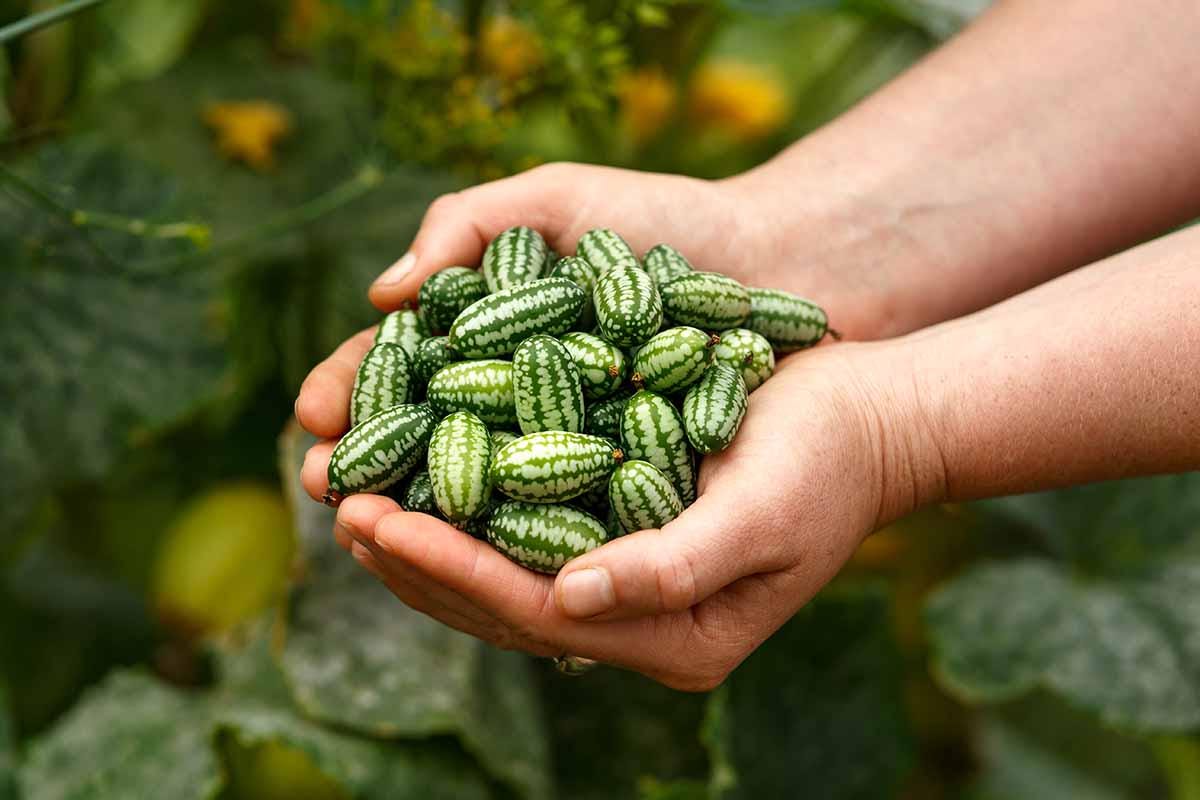 Mini Watermelon Seeds: Mouse Melon, DIY Fruit & Vegetables, Fun and Easy to Grow