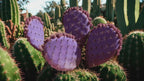 Purple Prickly Pear Cactus Seeds, Opuntia Santa Rita, Easy to Grow, with Simple Instructions