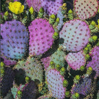 Purple Prickly Pear Cactus Seeds, Opuntia Santa Rita, Easy to Grow, with Simple Instructions