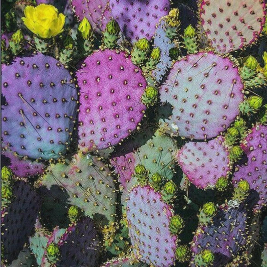 Purple Prickly Pear Cactus Seeds, Opuntia Santa Rita, Easy to Grow, with Simple Instructions