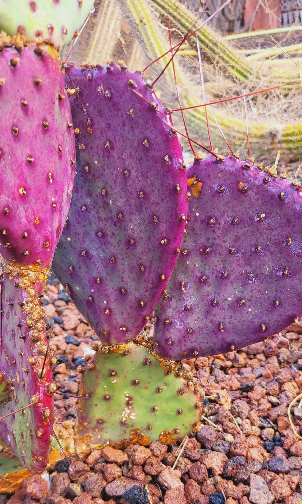Purple Prickly Pear Cactus Seeds, Opuntia Santa Rita, Easy to Grow, with Simple Instructions