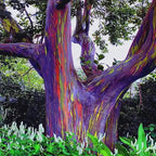 Rainbow Eucalyptus Tree Seeds: Easy to Grow, with Simple Instructions