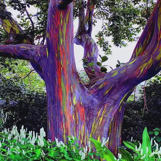 Rainbow Eucalyptus Tree Seeds: Easy to Grow, with Simple Instructions