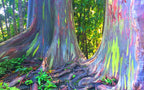 Rainbow Eucalyptus Tree Seeds: Easy to Grow, with Simple Instructions