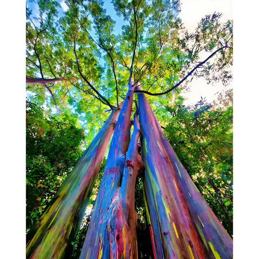 Rainbow Eucalyptus Tree Seeds: Easy to Grow, with Simple Instructions