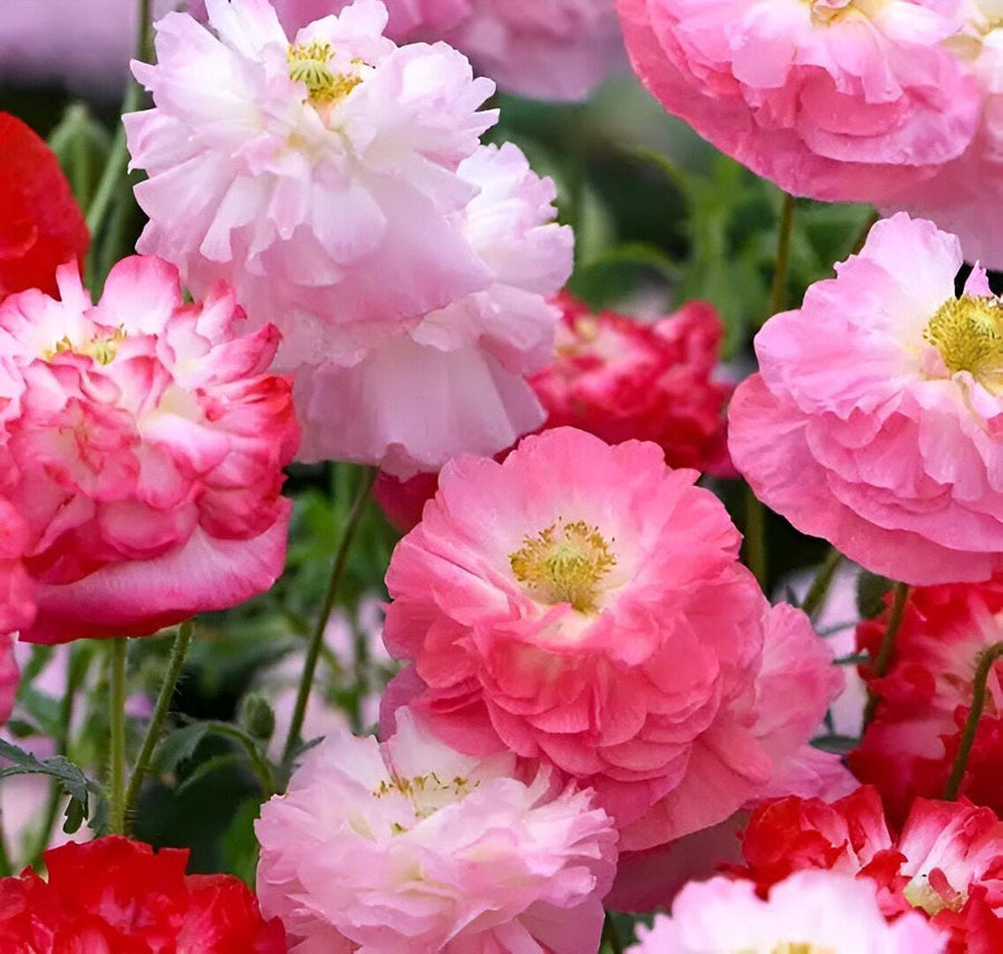 Shirley Poppy Seeds: Pink Poppy Flower, DIY Gardening Garden, Easy to Grow