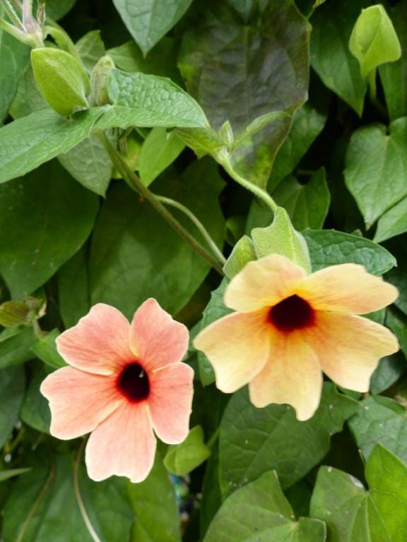 Colourful Black Eyed Susan Seeds: Thunbergia Flowering Plant, African Sunset, Mixed Climbing Vining Flowers