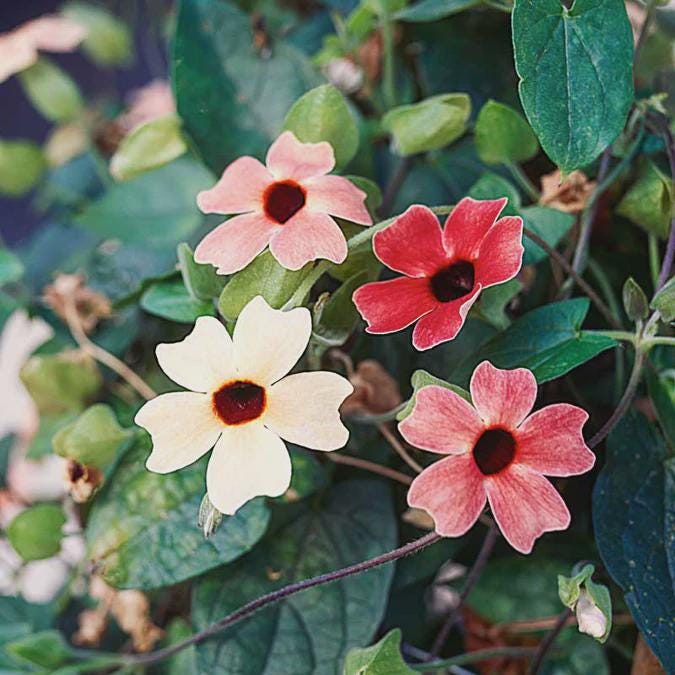 Colourful Black Eyed Susan Seeds: Thunbergia Flowering Plant, African Sunset, Mixed Climbing Vining Flowers