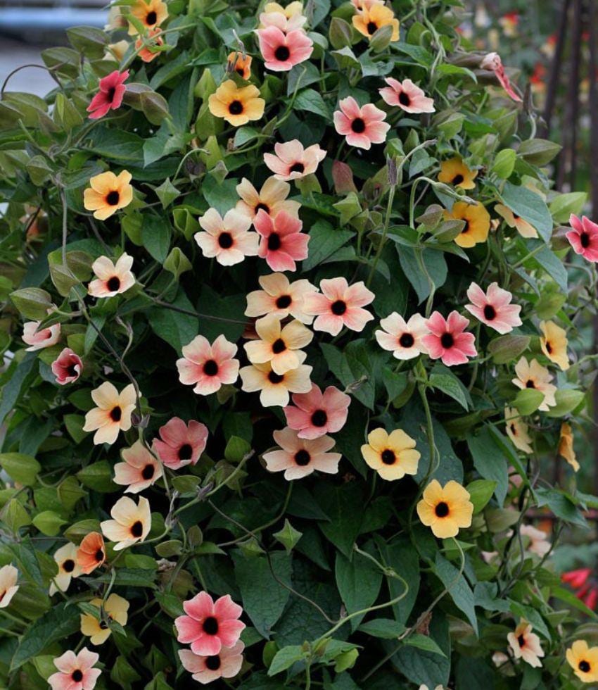 Colourful Black Eyed Susan Seeds: Thunbergia Flowering Plant, African Sunset, Mixed Climbing Vining Flowers