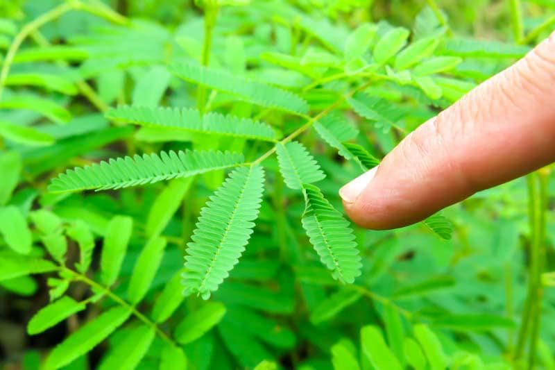 Mimosa Pudica Seeds: Sensitive Plant; Moves When Touched, House Plant, Kids Love These