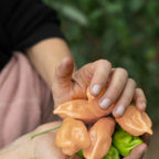 Pink Habanero Pepper Seeds: Easy to Grow, Spicy, HOT, with Simple Instructions, Great Gift