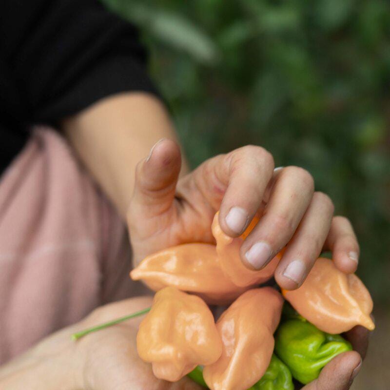Pink Habanero Pepper Seeds: Easy to Grow, Spicy, HOT, with Simple Instructions, Great Gift