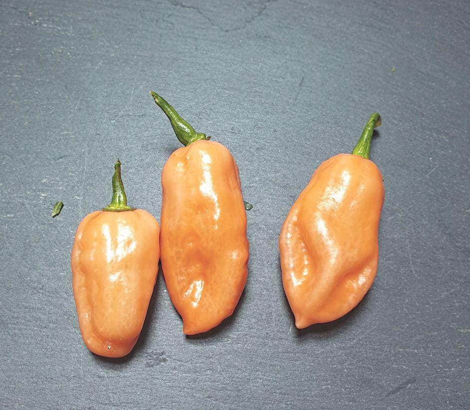 Pink Habanero Pepper Seeds: Easy to Grow, Spicy, HOT, with Simple Instructions, Great Gift