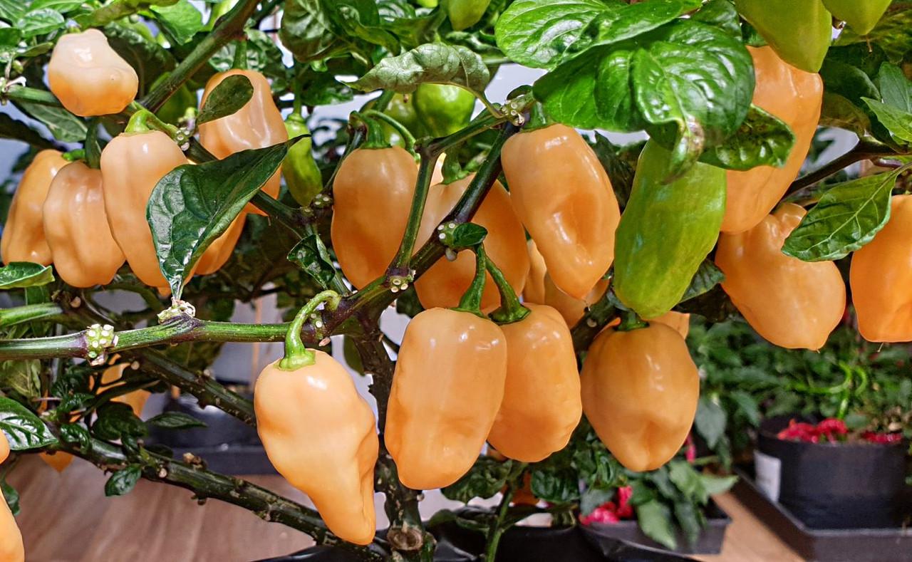 Pink Habanero Pepper Seeds: Easy to Grow, Spicy, HOT, with Simple Instructions, Great Gift