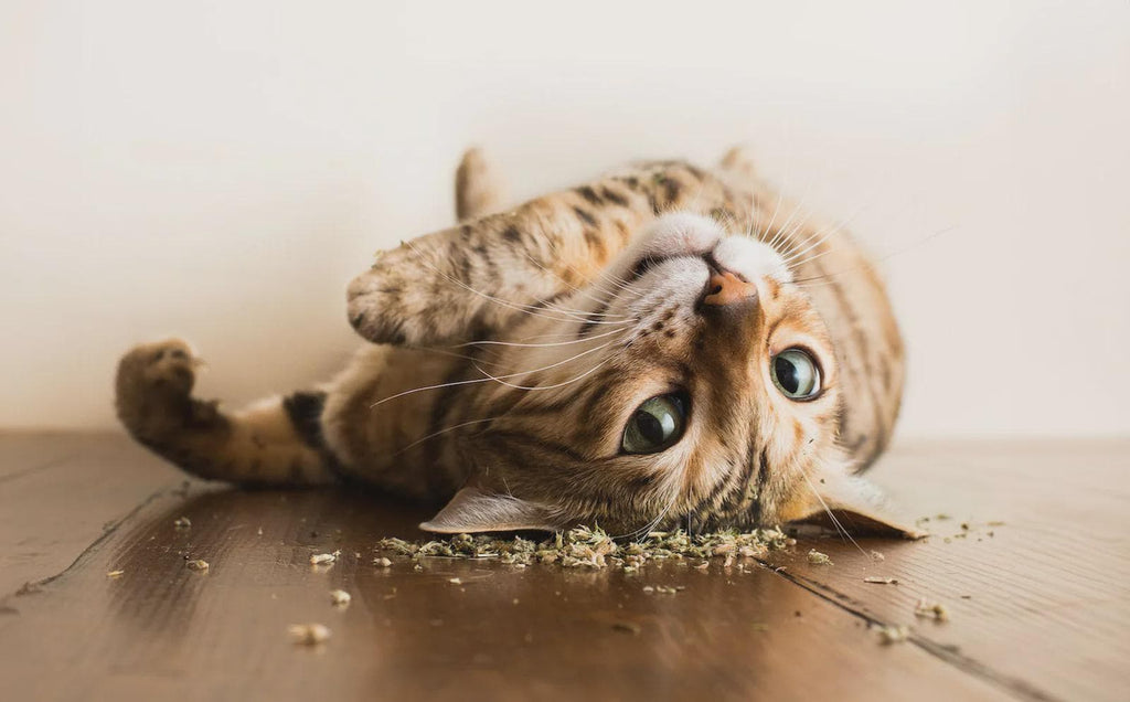 Cat Nip Plant Seeds: Grow your own Perennial Flowering Plant, Pet Friendly and Safe, Cats Love This, Organic Gardening, Non GMO