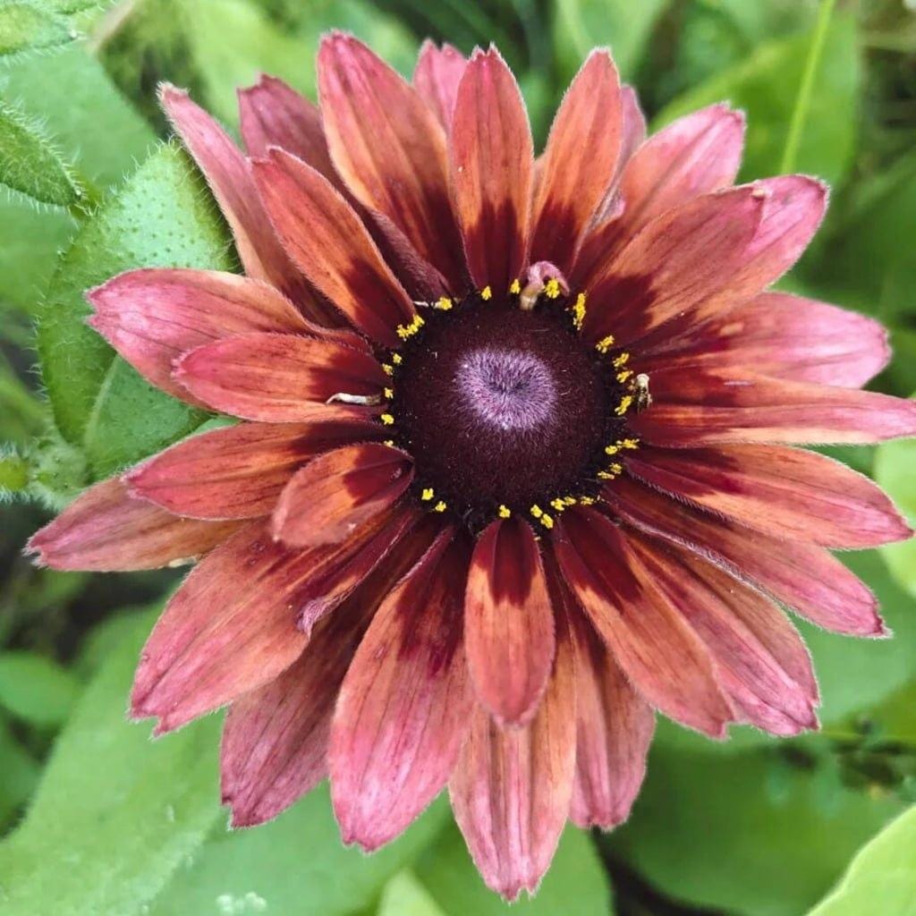 Earth Tone Rudbeckia Sahara Flower Seeds: Flowering Plants Coneflower, Organic Gardening, Summer Flowering