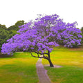 Jacaranda Tree Seeds: Purple Blue Flowering Tree, Easy to Grow, with simple instructions