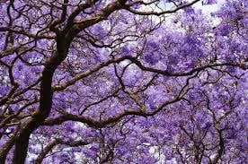 Jacaranda Tree Seeds: Purple Blue Flowering Tree, Easy to Grow, with simple instructions