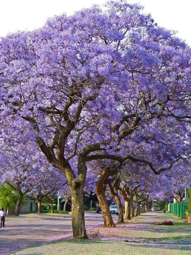 Jacaranda Tree Seeds: Purple Blue Flowering Tree, Easy to Grow, with simple instructions