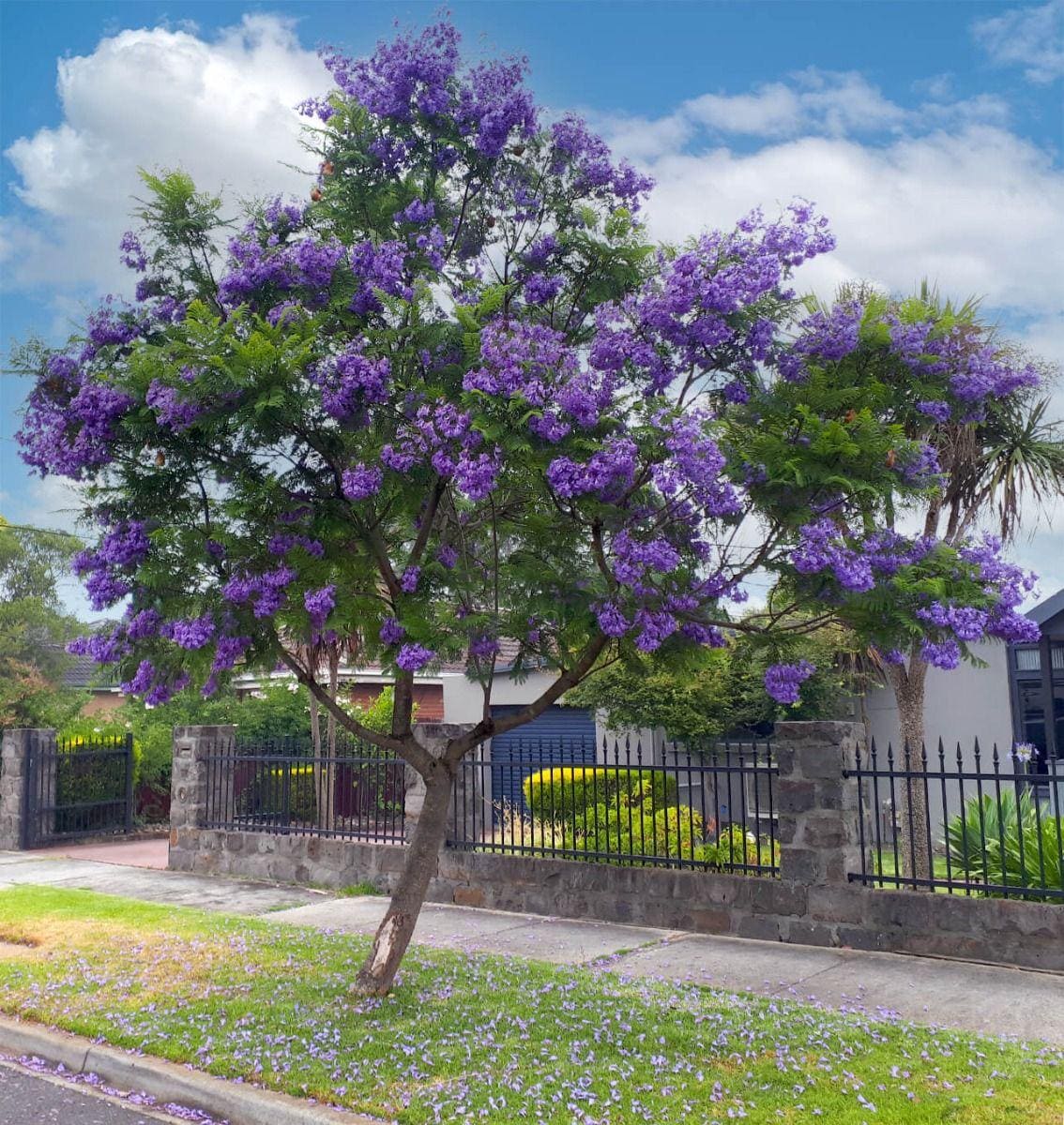Jacaranda Tree Seeds: Purple Blue Flowering Tree, Easy to Grow, with simple instructions