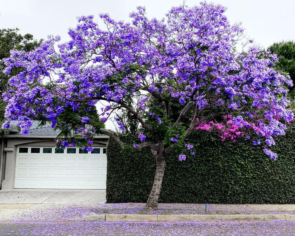 Jacaranda Tree Seeds: Purple Blue Flowering Tree, Easy to Grow, with simple instructions