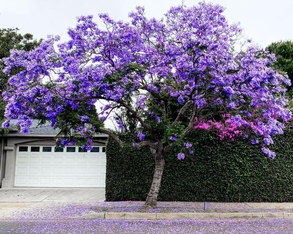 Jacaranda Tree Seeds: Purple Blue Flowering Tree, Easy to Grow, with simple instructions