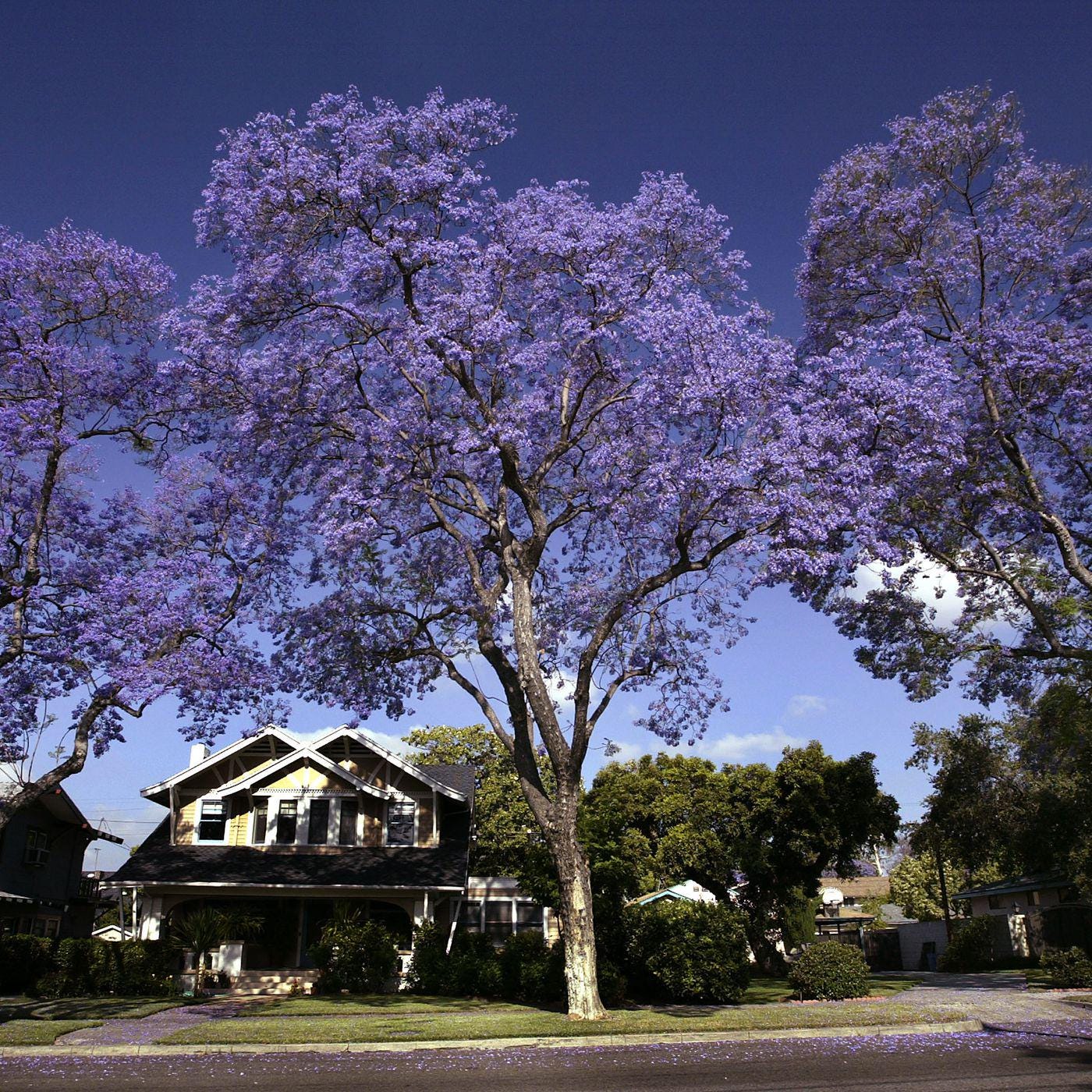 Jacaranda Tree Seeds: Purple Blue Flowering Tree, Easy to Grow, with simple instructions