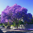 Jacaranda Tree Seeds: Purple Blue Flowering Tree, Easy to Grow, with simple instructions