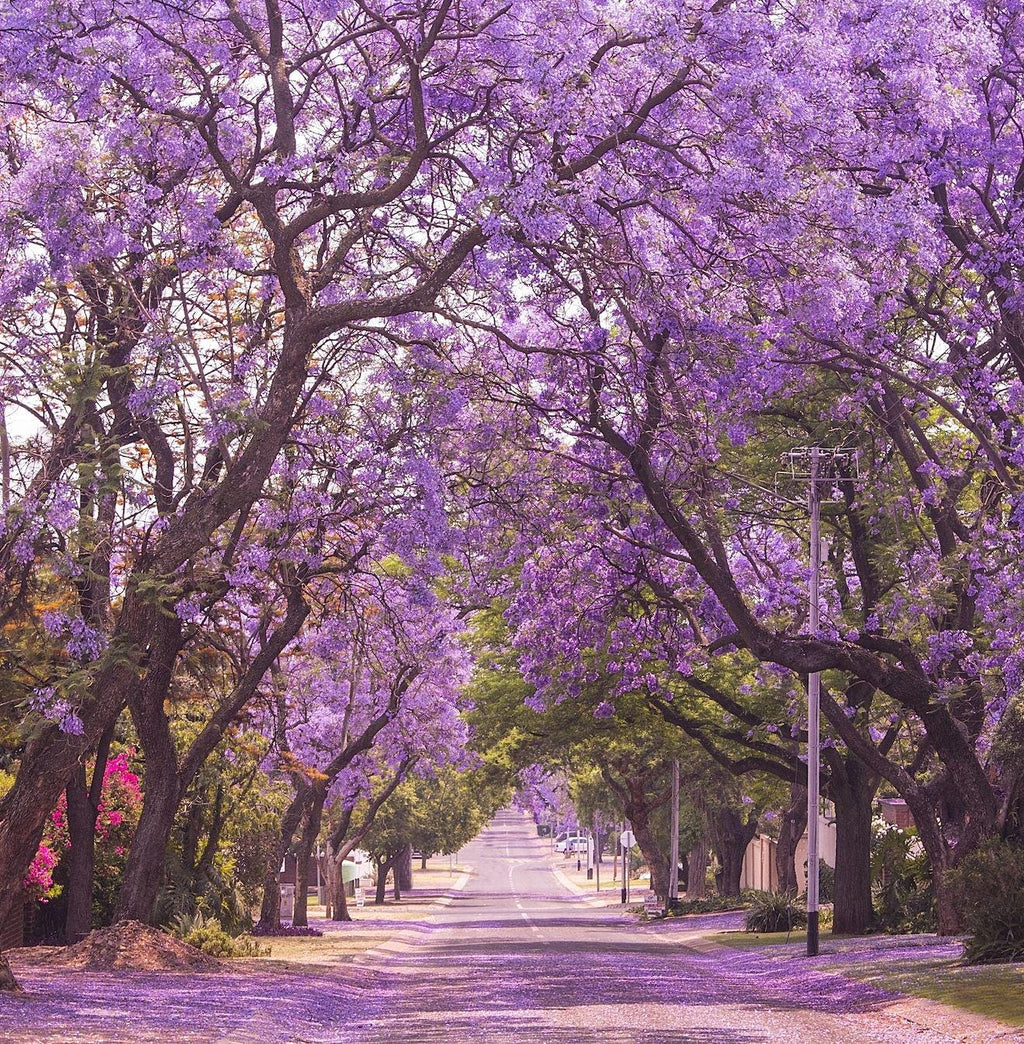 Jacaranda Tree Seeds: Purple Blue Flowering Tree, Easy to Grow, with simple instructions