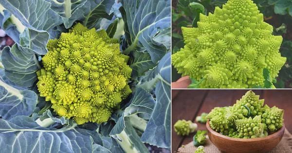 Organic Roman Cauliflower Seeds, Superfood, Easy to Grow, Fruit & Vegetables, Gardening, Organic Seeds from Italy