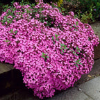 Cascading Pink Saponaria Rock Soapwort Flower Seeds: Frost Hardy Perennial Ground Cover, Easy Care Flowering Plant, Pink Waterfall