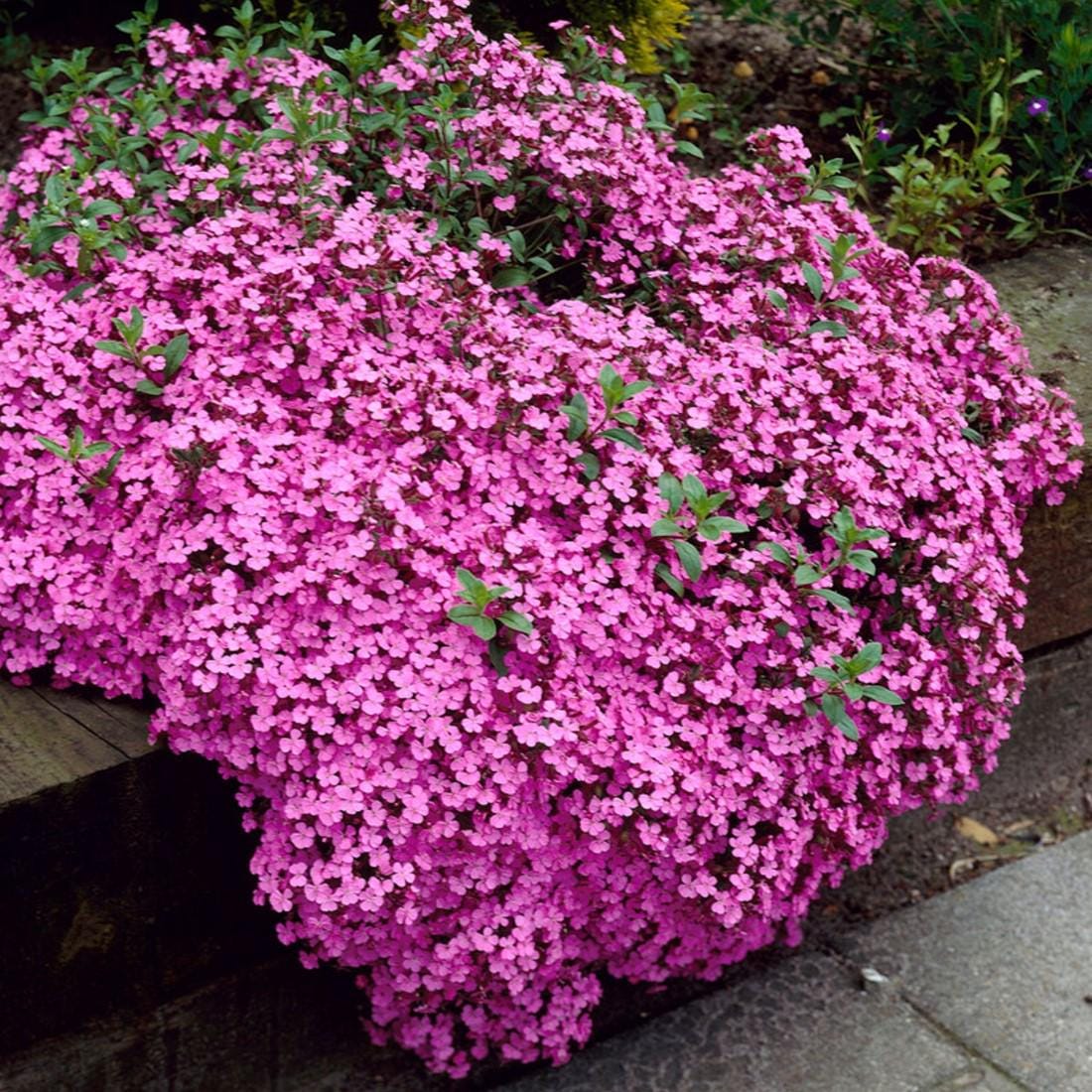 Cascading Pink Saponaria Rock Soapwort Flower Seeds: Frost Hardy Perennial Ground Cover, Easy Care Flowering Plant, Pink Waterfall