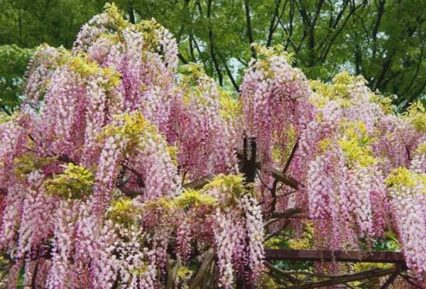 Pink Wisteria Bonsai Tree seeds, gifts DIY house plants birthday gardening frost hardy perennial
