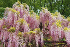 Pink Wisteria Bonsai Tree seeds, gifts DIY house plants birthday gardening frost hardy perennial