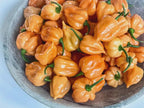Pink Habanero Pepper Seeds: Easy to Grow, Spicy, HOT, with Simple Instructions, Great Gift