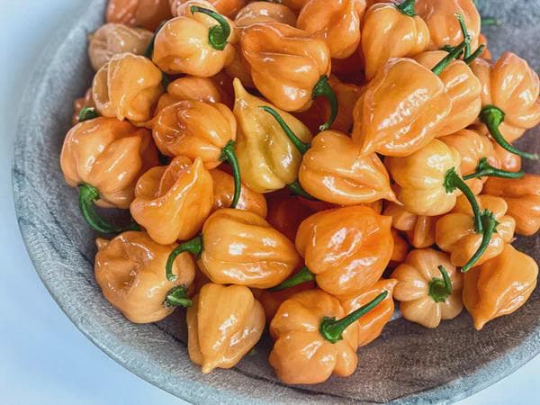 Pink Habanero Pepper Seeds: Easy to Grow, Spicy, HOT, with Simple Instructions, Great Gift